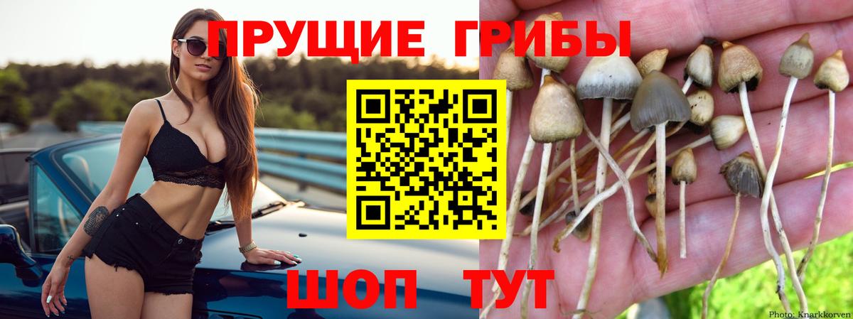 Галлюциногенные грибы Psilocybe Людиново